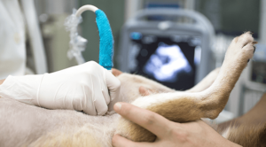 dog laying on their back as vet professional performs an ultrasound check