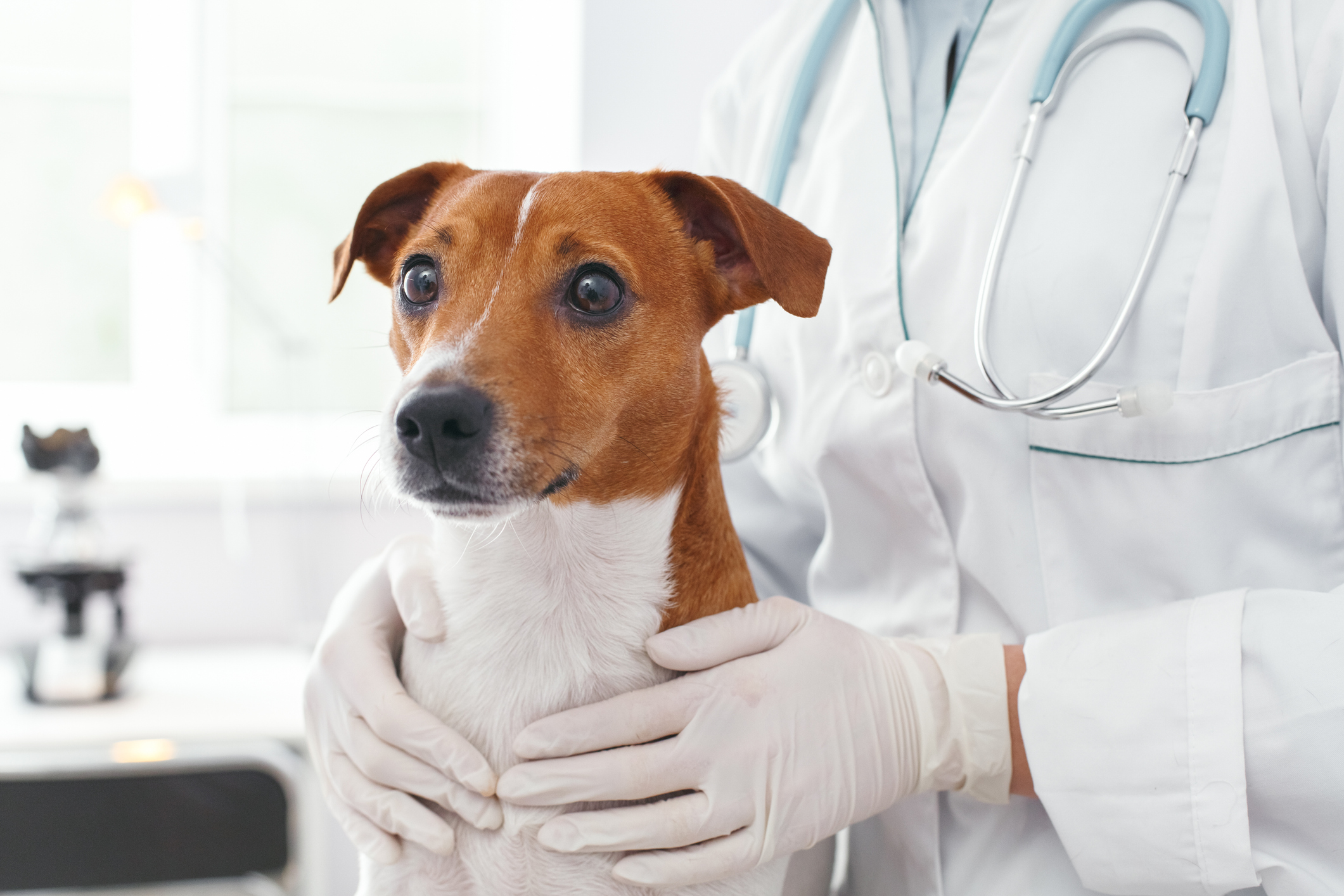 Doctor embrace of scared dog with love. Veterinary clinic concept. Services of a doctor for animals, health and treatment of pets